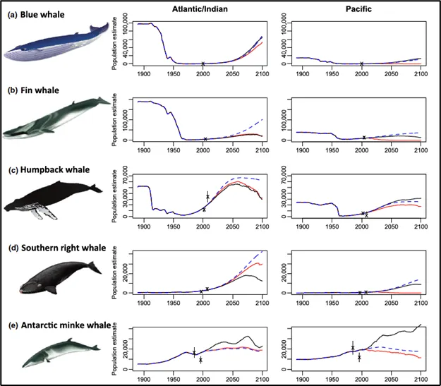 Whale recovery rates