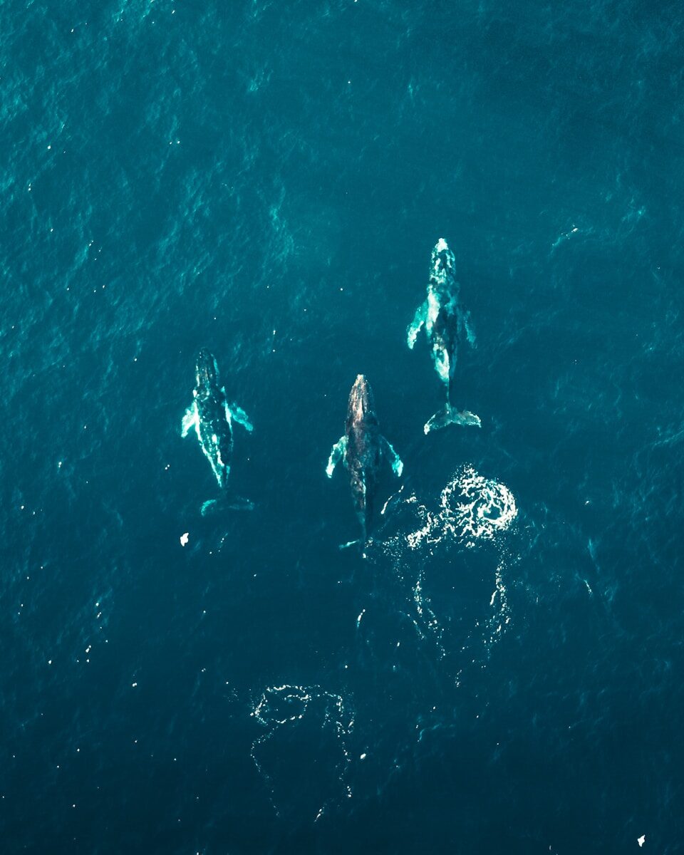 whale population recovery