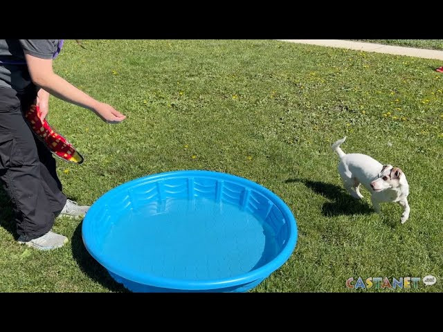 Kelowna BC SPCA: Pet of the week