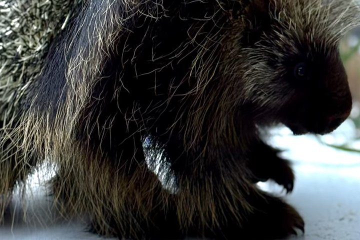 Spiny stowaway: Porcupine travels from northern B.C. to Kelowna inside plane wreckage
