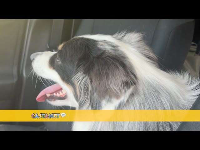 Hot cars can be fatal for your furry family members, says the BC SPCA