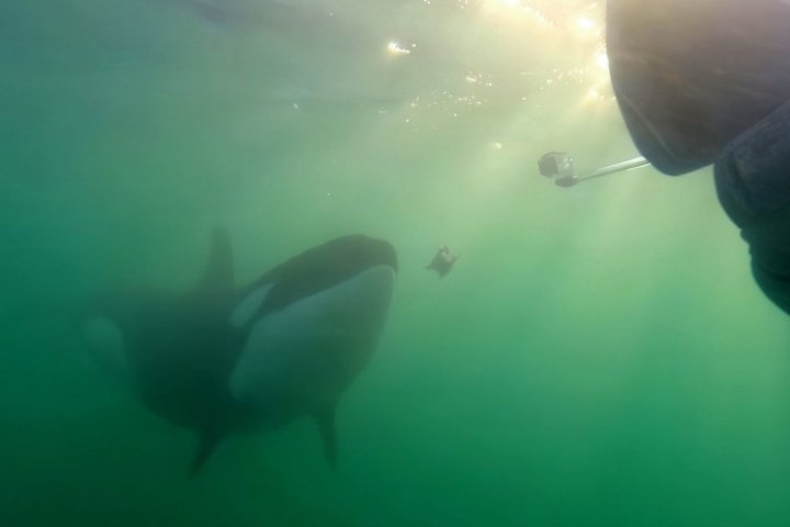 ‘These weren’t mistakes’: Orcas documented sharing their food with humans