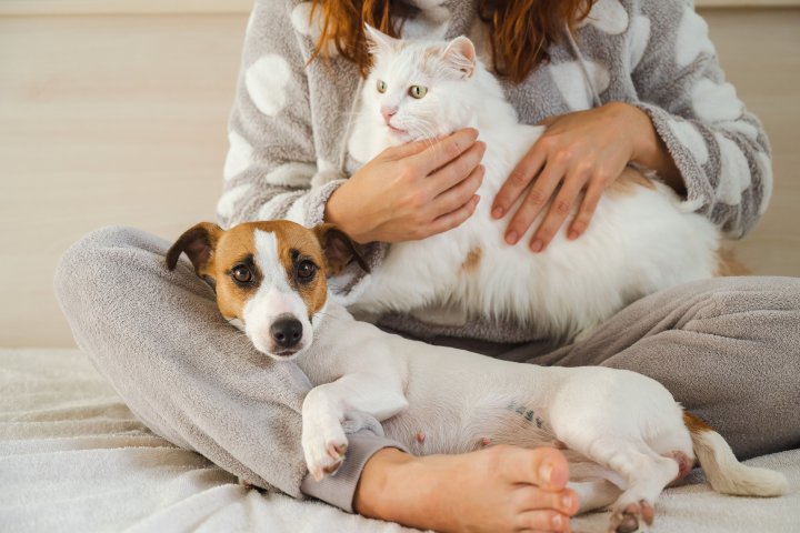 Ontario charity calls for change after outbreak kills at least 6 dogs