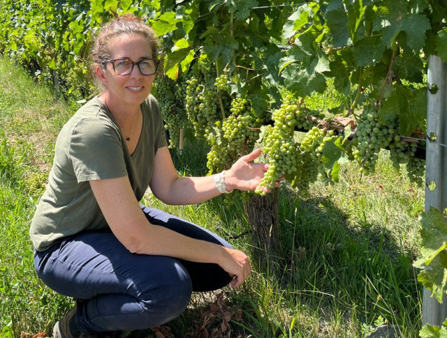 Okanagan wineries laud ‘banner season’ amid climate risks