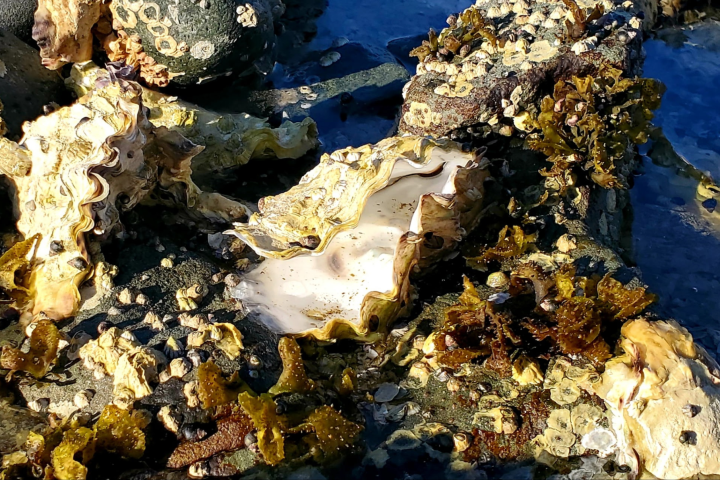 B.C. scientists discover new virus in farmed Pacific oysters during mass die-off