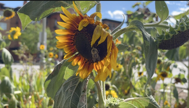 Okanagan forecast sees extreme heat until mid-week