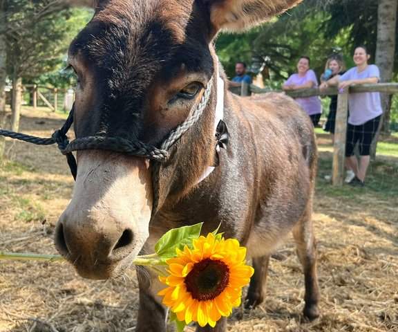 ‘Long walks around the farm’: Ontario miniature donkey’s dating profile goes viral