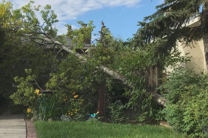Calgary tree canopy dwindling due to wet summer weather