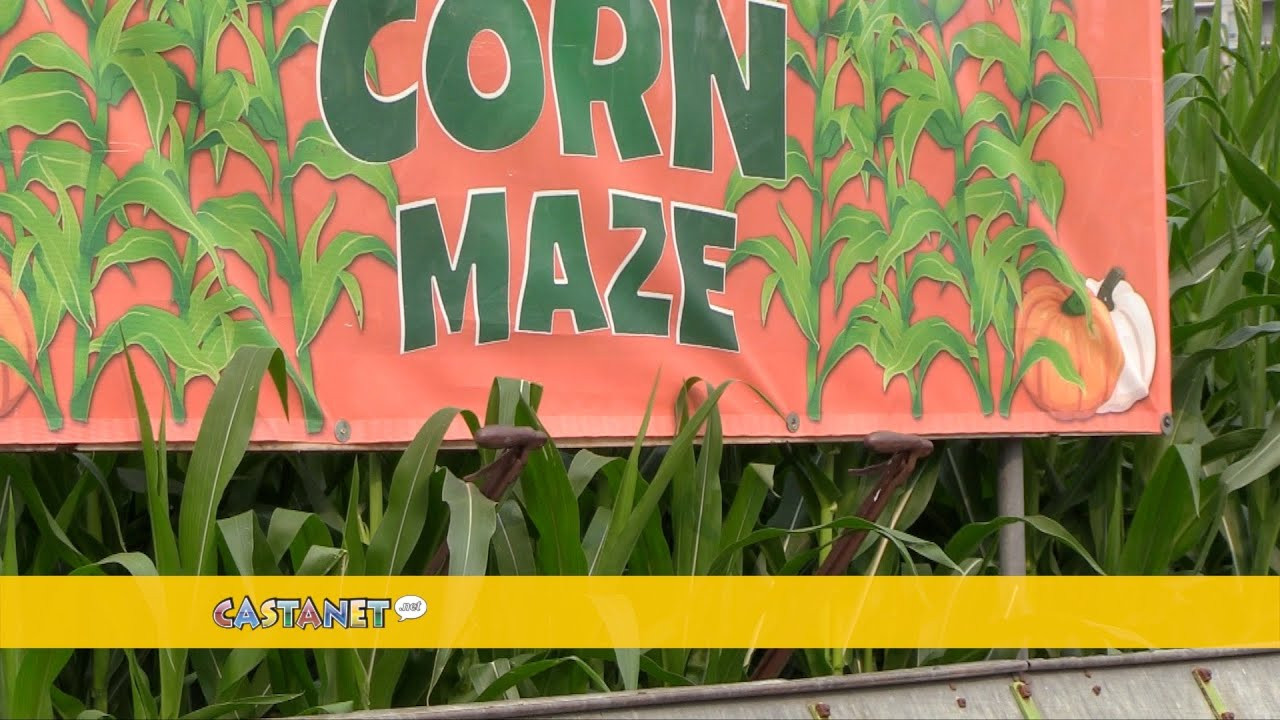 Popular corn maze set to open Friday in Kelowna