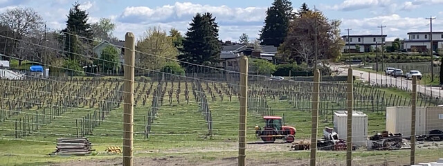 Vintner support extended in B.C. as grape shortfall persists