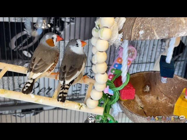 BC SPCA: Pet of the week