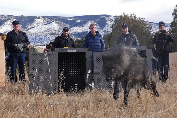 Trump administration tells Colorado to stop importing wolves from Canada