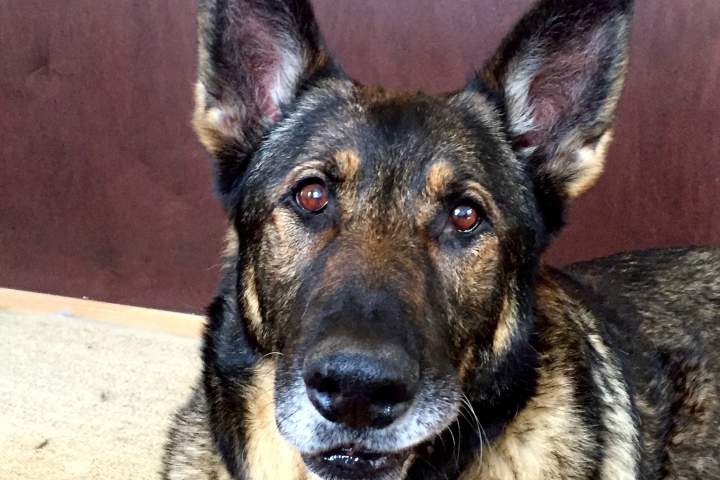 Ned’s Wish helps retired police and military dogs across Canada
