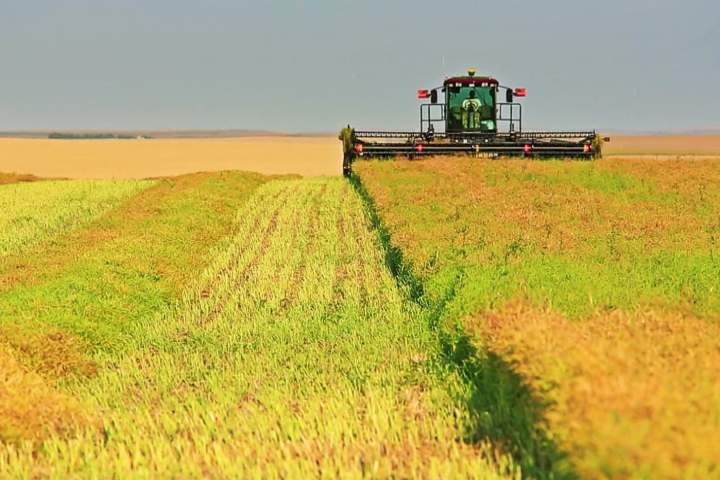 Canadian canola farmers express ‘cautious optimism’ over trade agreement with China