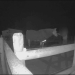 Man accused of violating a horse at Vernon equestrian centre arrested