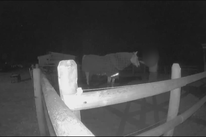 Man accused of violating a horse at Vernon equestrian centre arrested