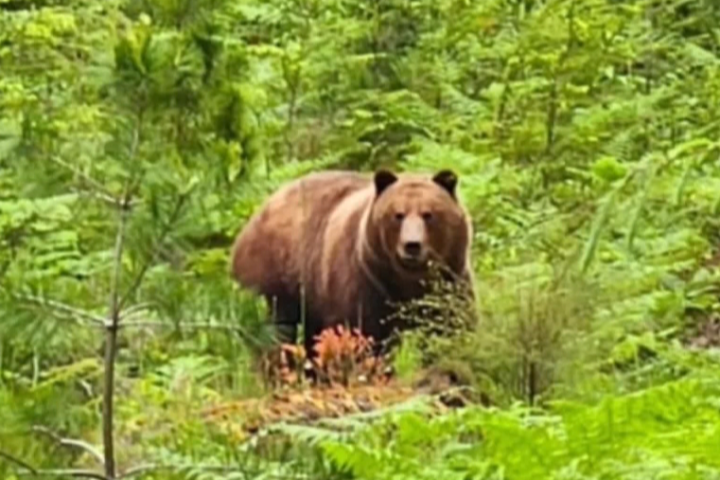 Criticism over B.C. government’s handling of Texada grizzly bear shooting
