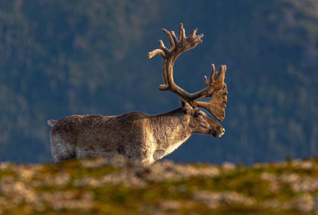 Inuit face food insecurity, cultural loss 13 years into Labrador caribou hunting ban