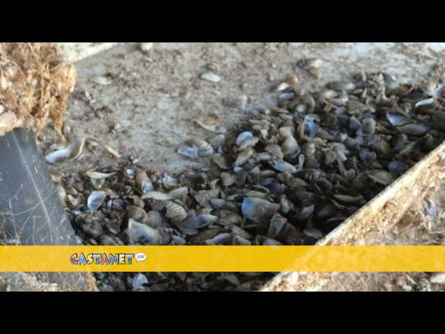 Rotary launches fundraiser to support invasive mussel detection research