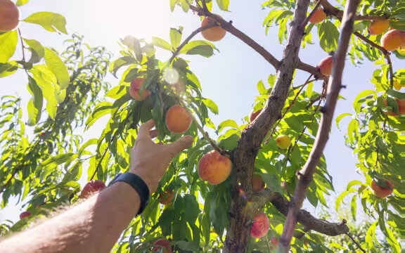 Kelowna looks for partners, volunteers to be part of City of Gastronomy