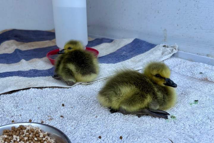 Disturbing Kelowna incident involving goslings prompts calls for enforcement action