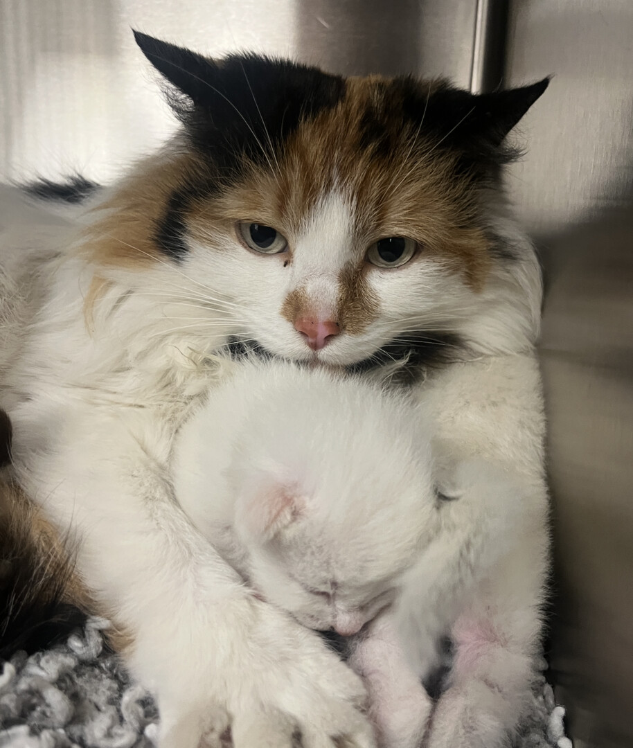 AirTag search leads to hidden kittens in East Kelowna