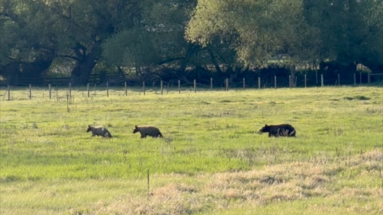 Mama bear, cubs spotted near Kelowna park