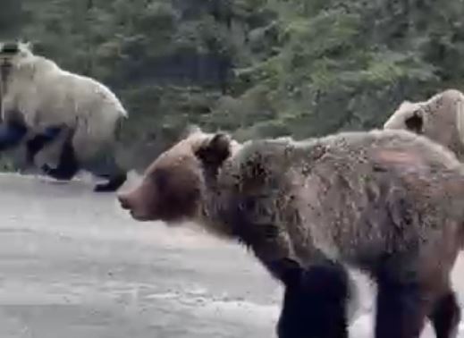 Calgary hikers share ‘really cool’ video of Kananaskis grizzly bears
