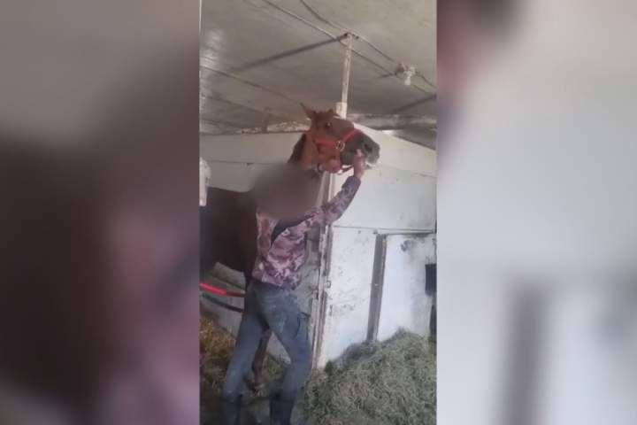 Horse hit at Winnipeg racetrack in ‘hard to watch’ video prompts calls for change