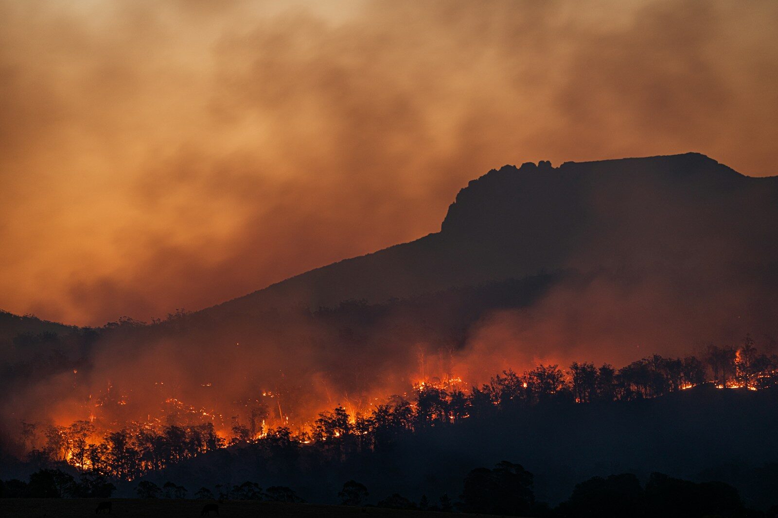 Kelowna human-caused wildfires