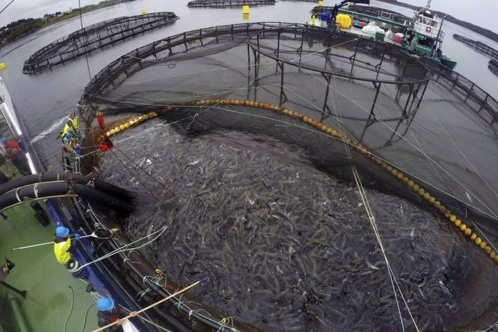 N.B. seafood company reaches $225M deal to acquire salmon farming operations
