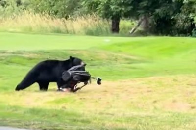 Watch: Bear steals golf clubs from cart on British Columbia course