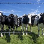 Canada must avoid concessions in U.S. trade talks, dairy farmers warn