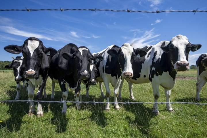 Canada must avoid concessions in U.S. trade talks, dairy farmers warn