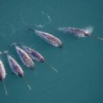 Narwhal tusk mystery unraveled: Hidden double spiral gives it strength and stability