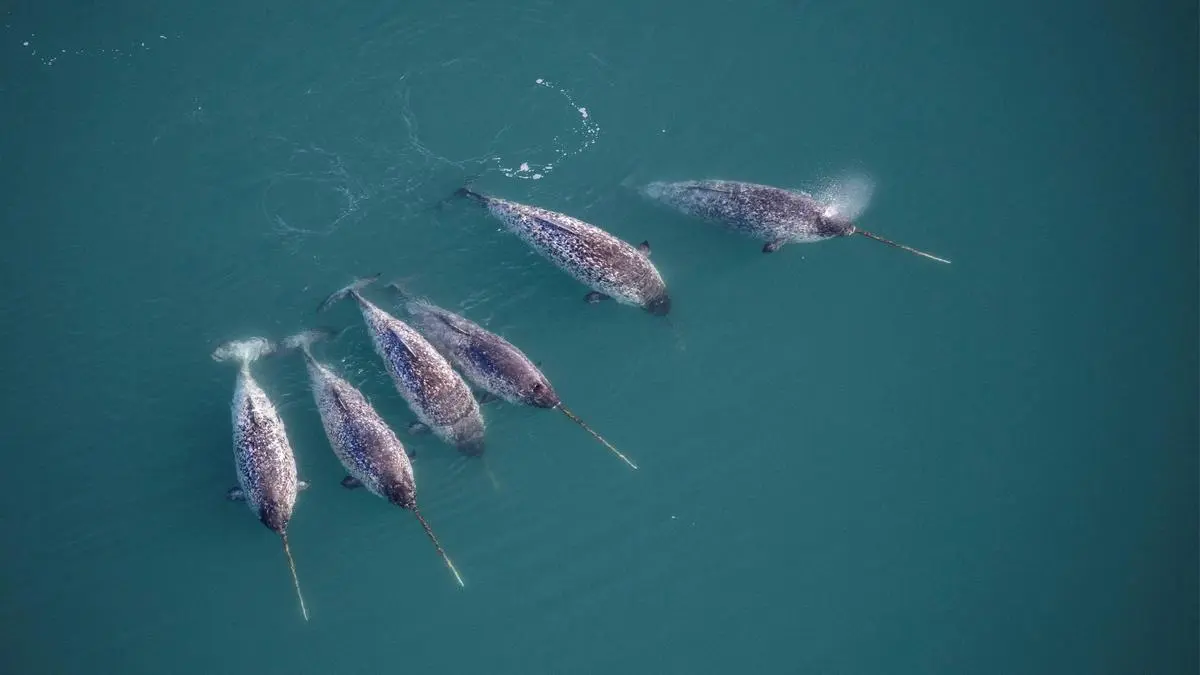 Narwhal tusk mystery unraveled: Hidden double spiral gives it strength and stability