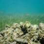 Strong oyster reefs start with genetic diversity