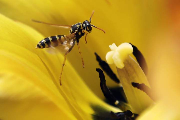 Helicopter rescue for B.C. climber stung by wasps 100 times